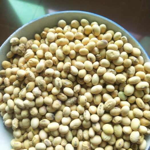 安化县湖南大豆做豆腐专用