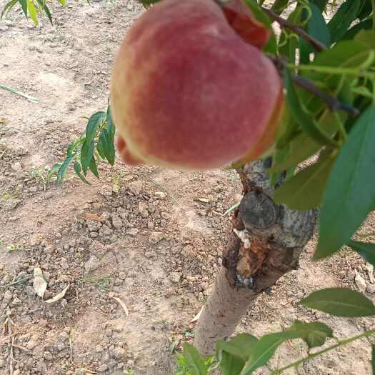 深州市蜜桃