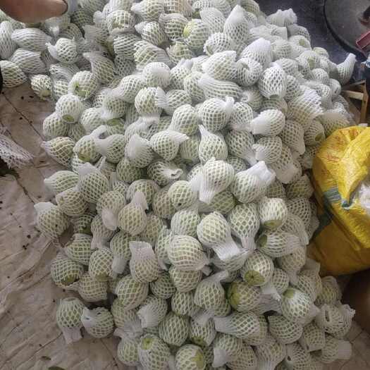 漳州福建珍珠芭乐，场地直发，量大从优