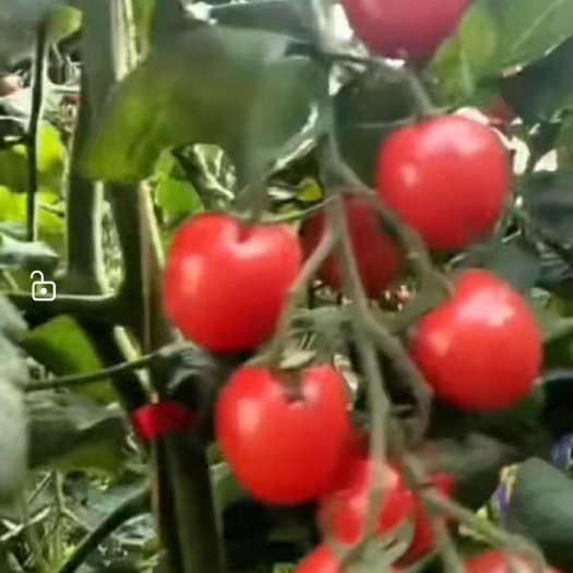 永靖县小番茄