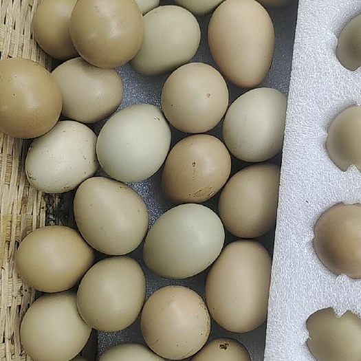 农家杂粮喂养的七彩新鲜鸡蛋宝宝辅食初产