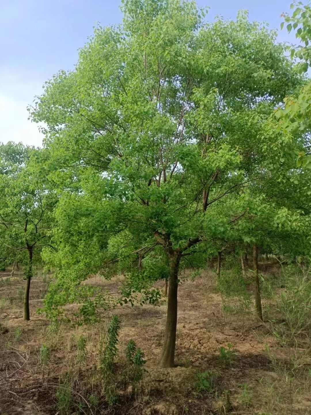 乌桕树 特选乌桕 20公分25公分30公分乌桕苗圃定植