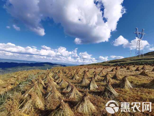 新苦荞上市，贵州省毕节市威宁县高海拔（2600米）种植