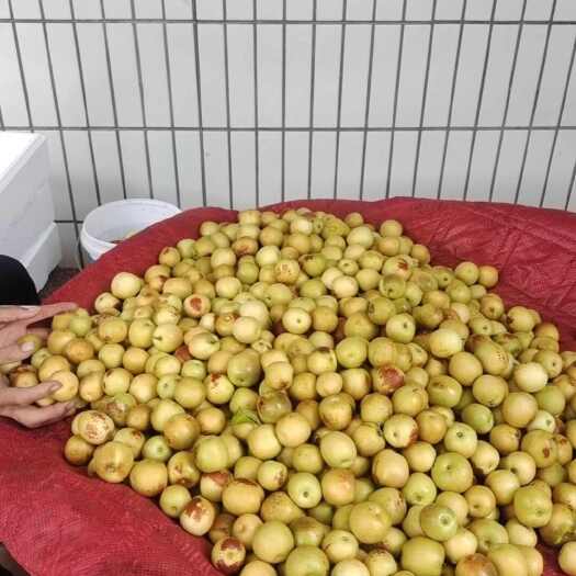 大荔县冬枣