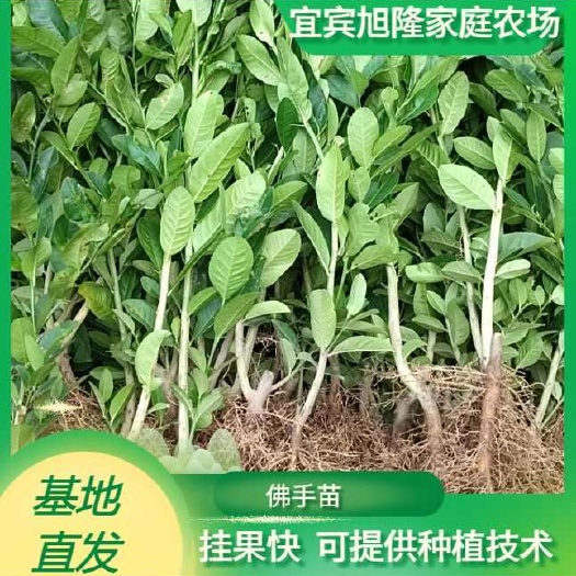 宜宾佛手苗    佛手2年苗  川佛手苗  佛手柑苗