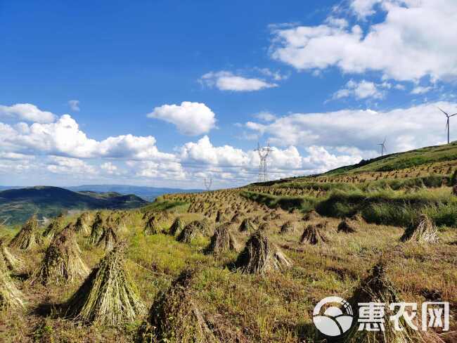 新苦荞上市，贵州省毕节市威宁县高海拔（2600米）种植