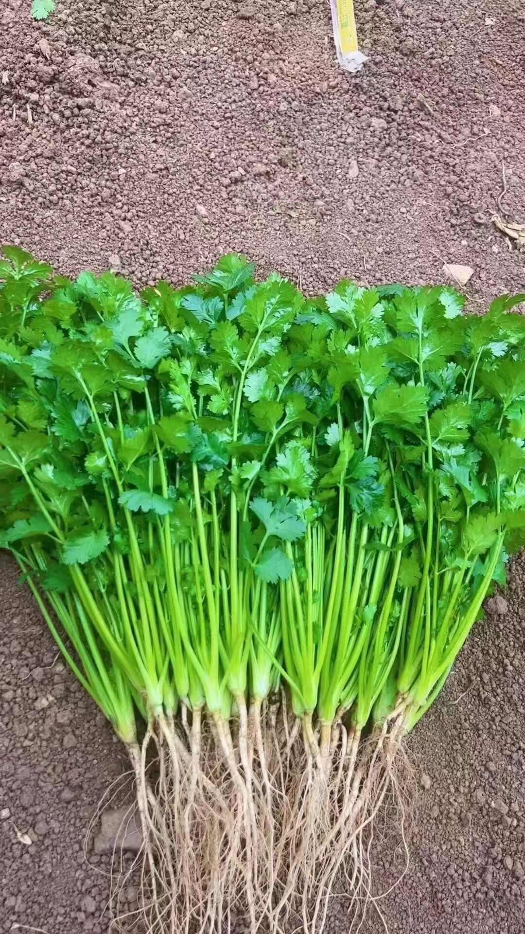 云南香菜 香菜