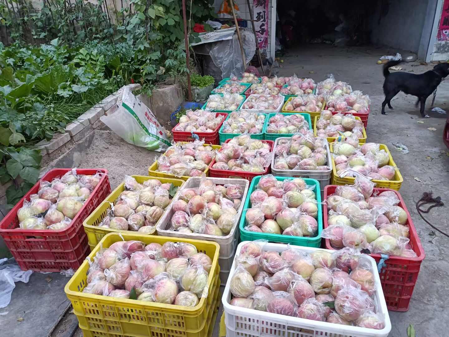 河北保定中华寿桃