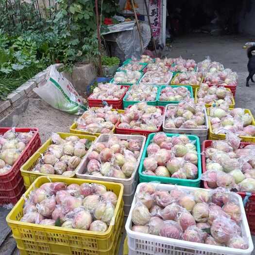 阜平县河北保定中华寿桃