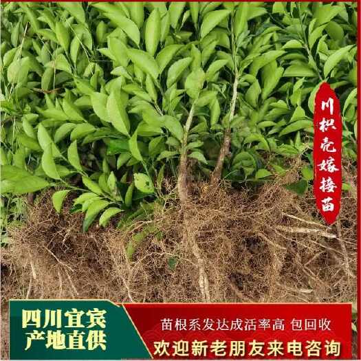 宜宾川枳壳苗 枳壳苗 药柑苗 酸橙嫁接苗
