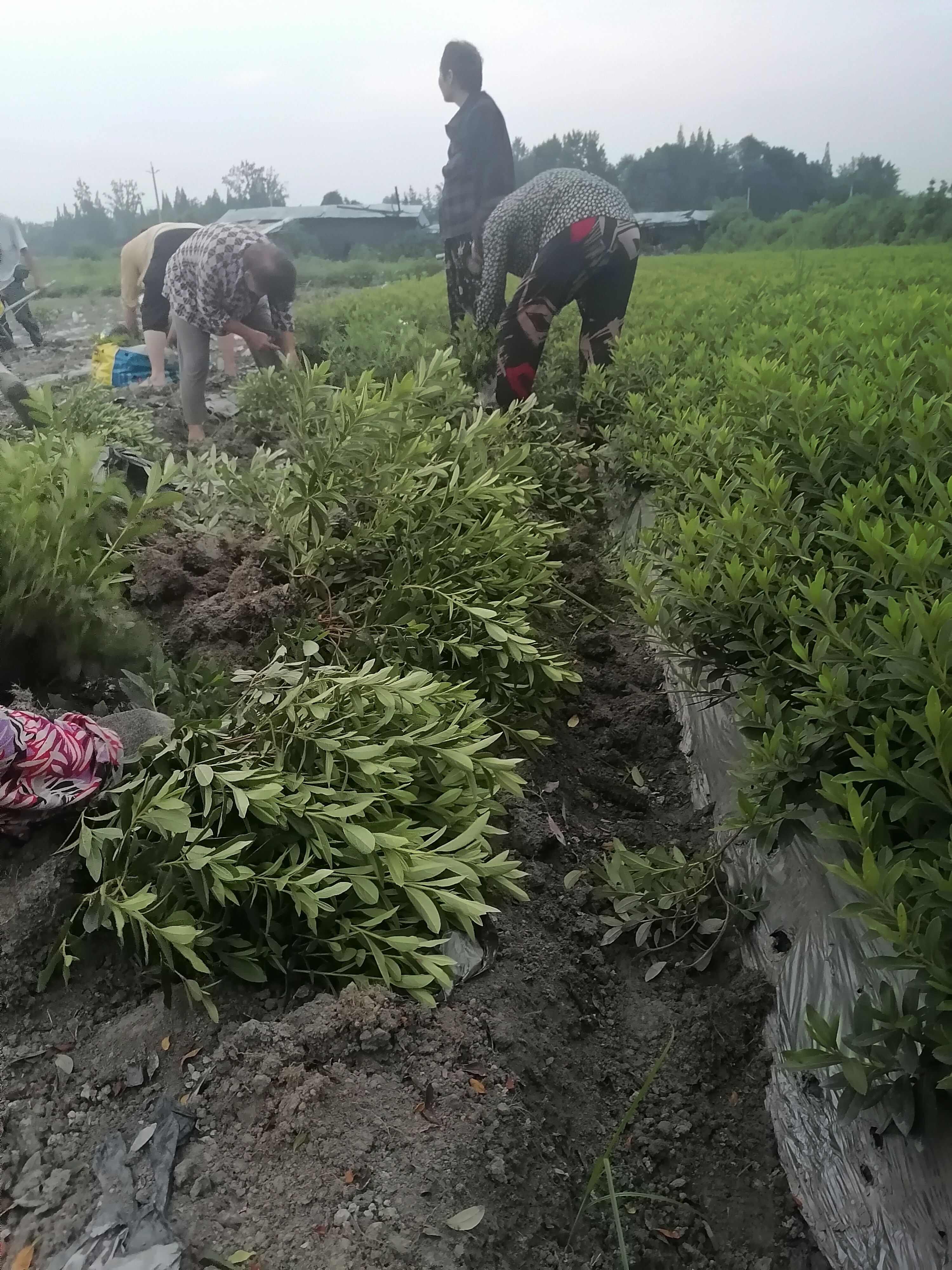 毛鹃批发基地，毛鹃工程苗，毛鹃种植苗圃，毛鹃地笼子，毛鹃杯苗