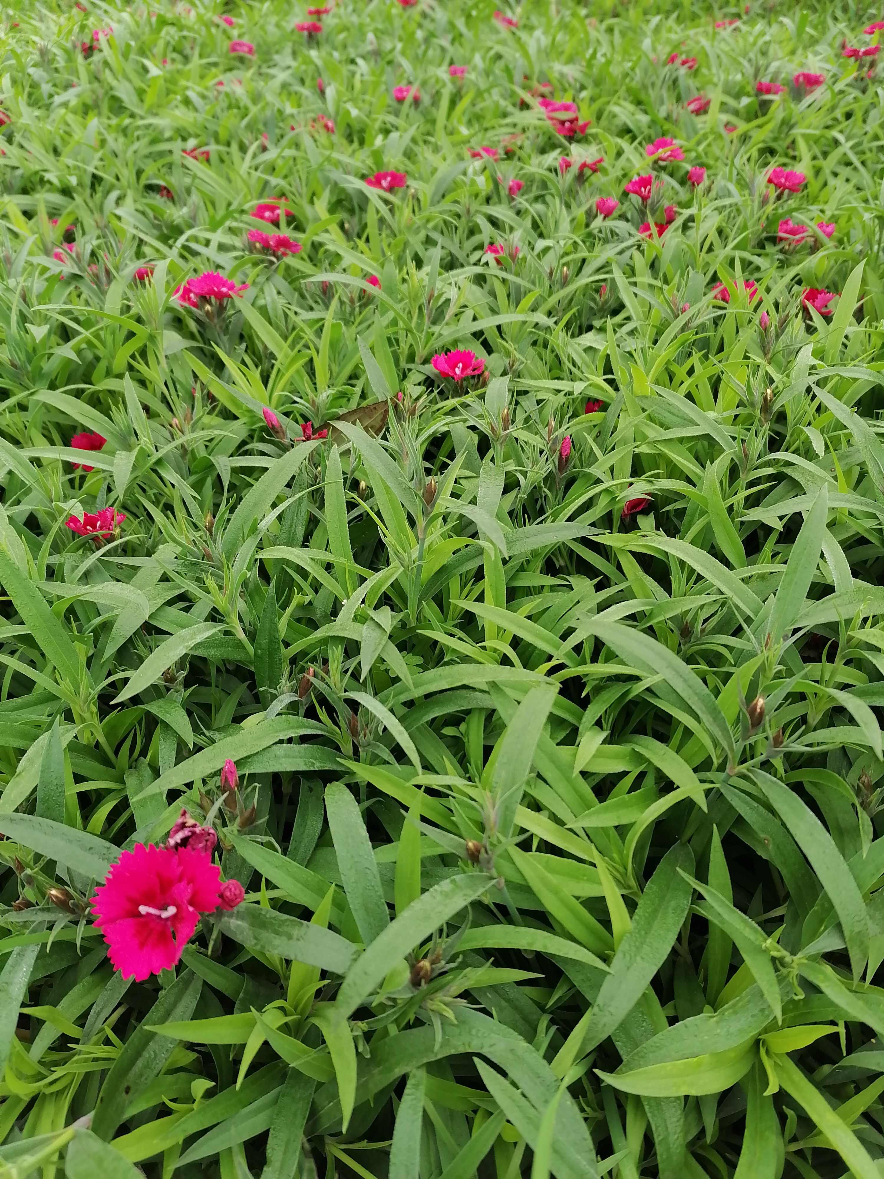 石竹批发基地，有欧石竹批发，红花石竹批发，花边石竹批发，石竹