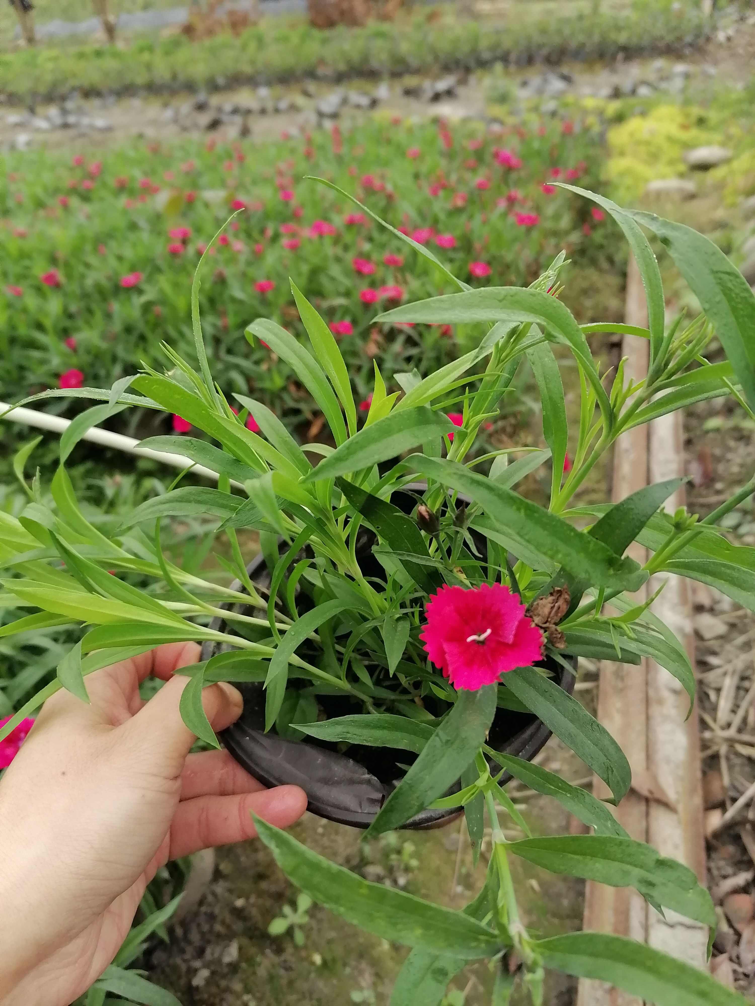 石竹批发基地，有欧石竹批发，红花石竹批发，花边石竹批发，石竹