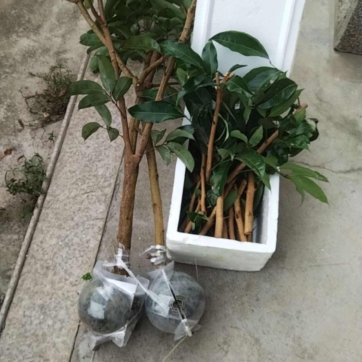 普宁市赤岗山龙鳞（玲珑）荔枝苗