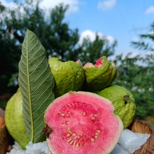 云南高原山地红心草莓高维C芭乐番石榴