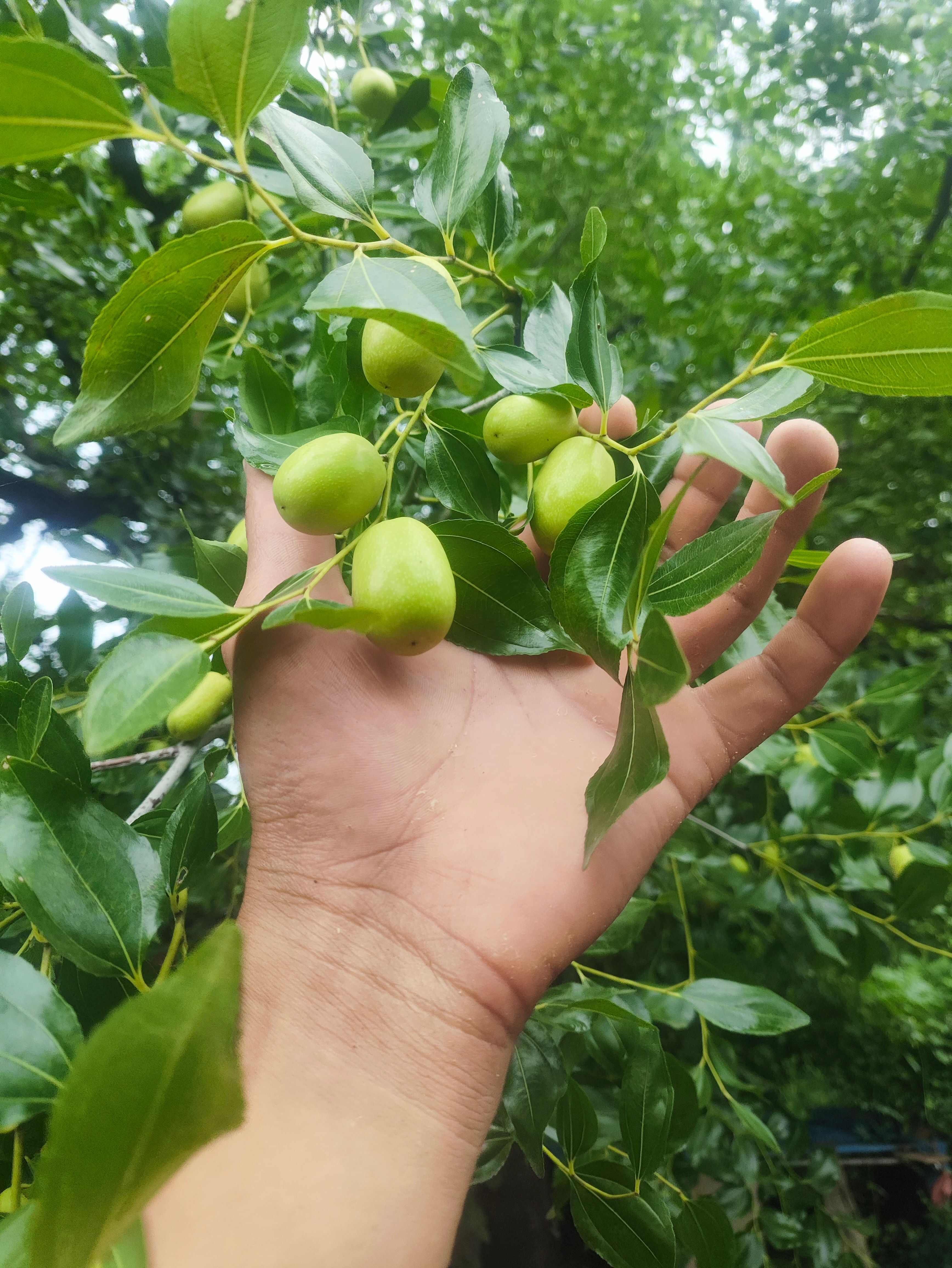 朝阳大枣