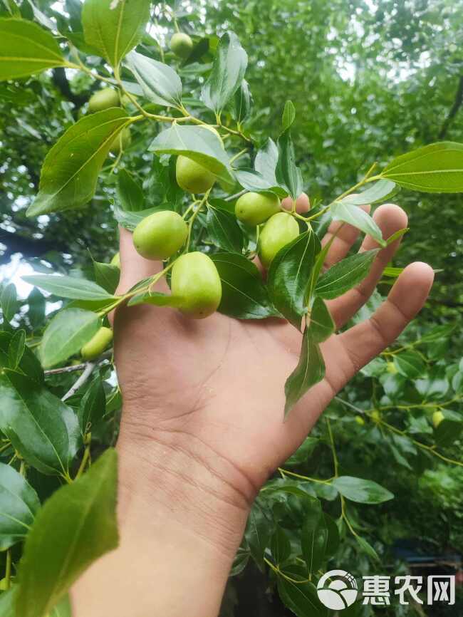 朝阳大枣