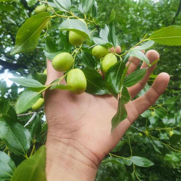 朝阳大枣