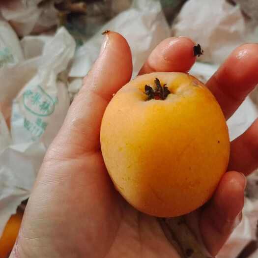 荣县枇杷