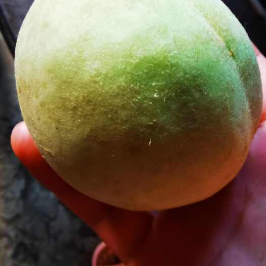 岑巩县青脆蜜桃