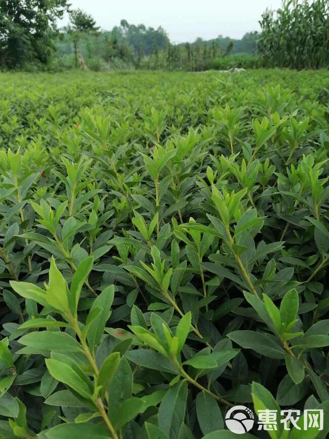 毛鹃批发基地，毛鹃工程苗，毛鹃种植苗圃，毛鹃地笼子，毛鹃杯苗