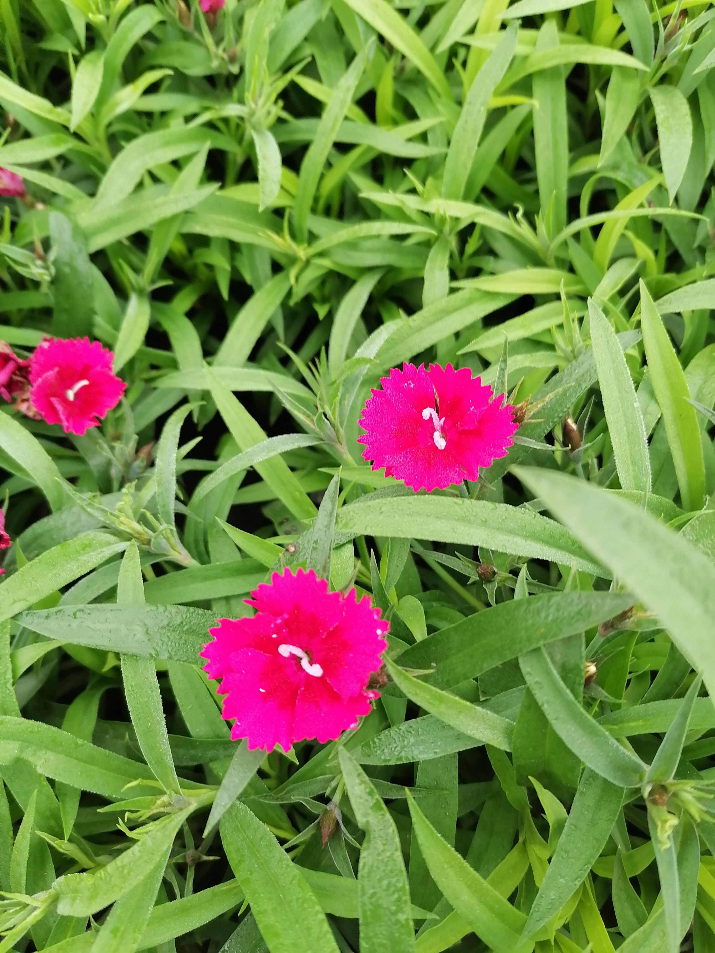 石竹批发基地，有欧石竹批发，红花石竹批发，花边石竹批发，石竹