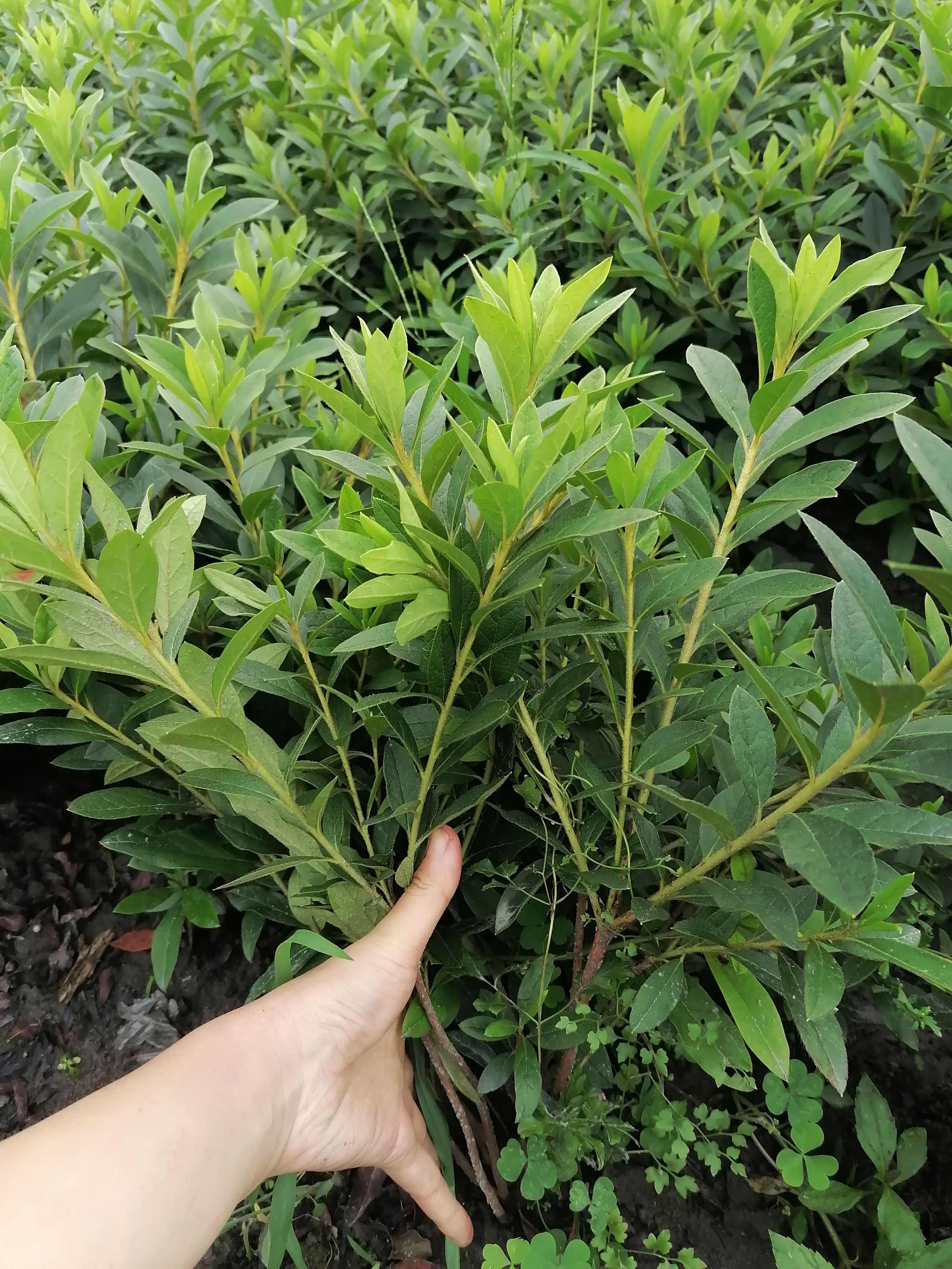 毛鹃批发基地，毛鹃工程苗，毛鹃种植苗圃，毛鹃地笼子，毛鹃杯苗