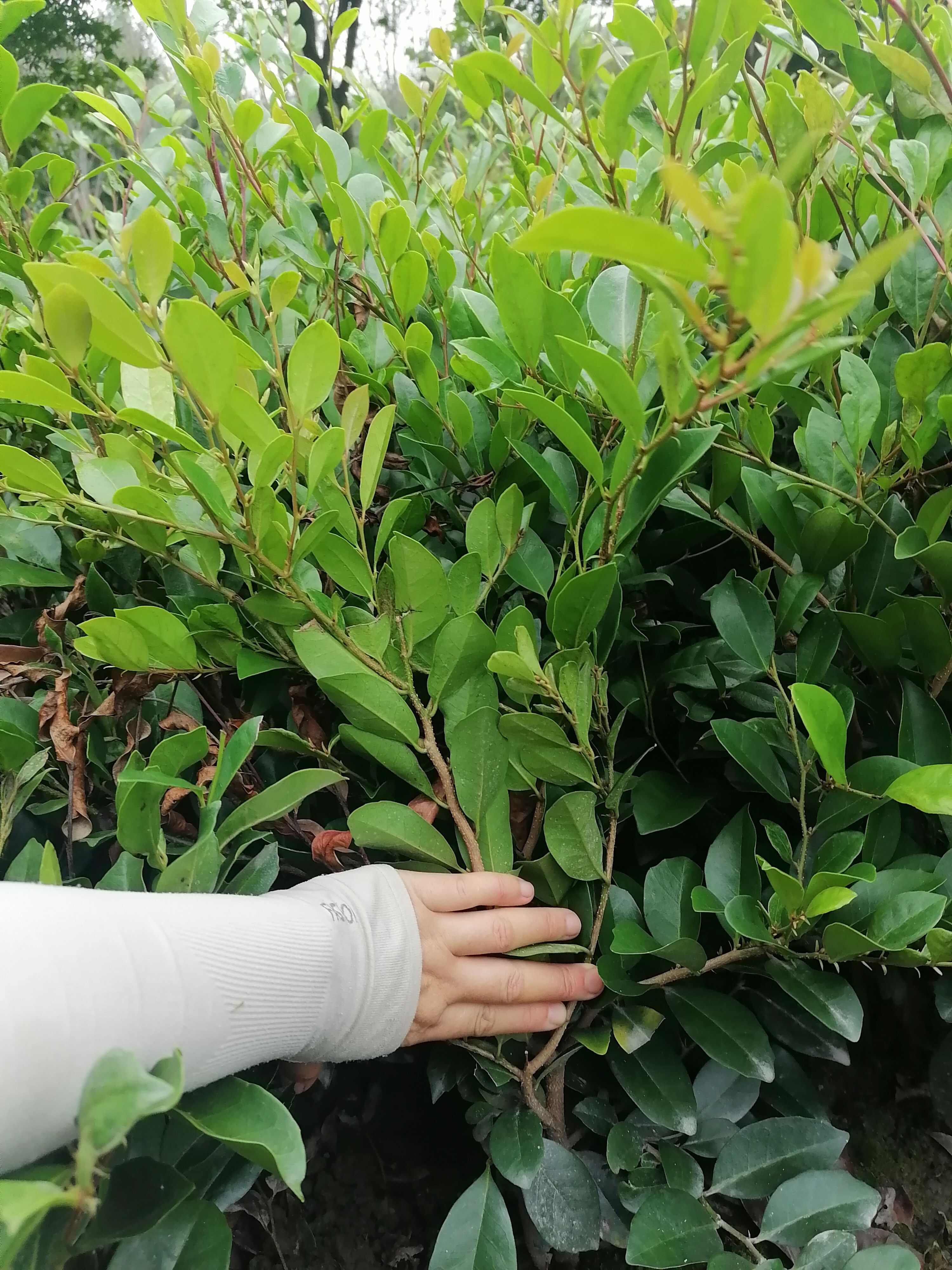 中華蚊母基地批發(fā)，蚊母地苗和蚊母杯苗，還有蚊母籠子