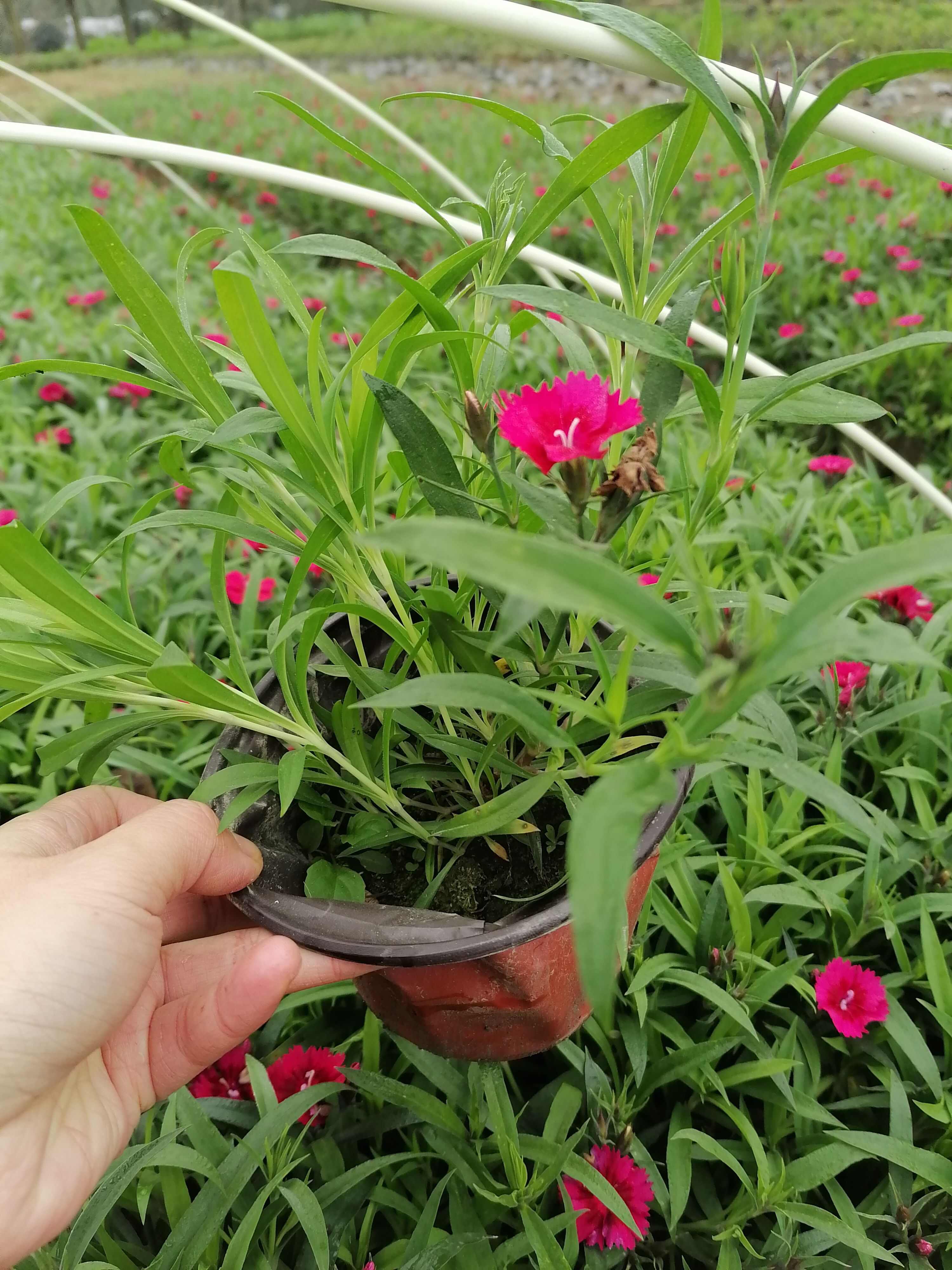 石竹批发基地，有欧石竹批发，红花石竹批发，花边石竹批发，石竹