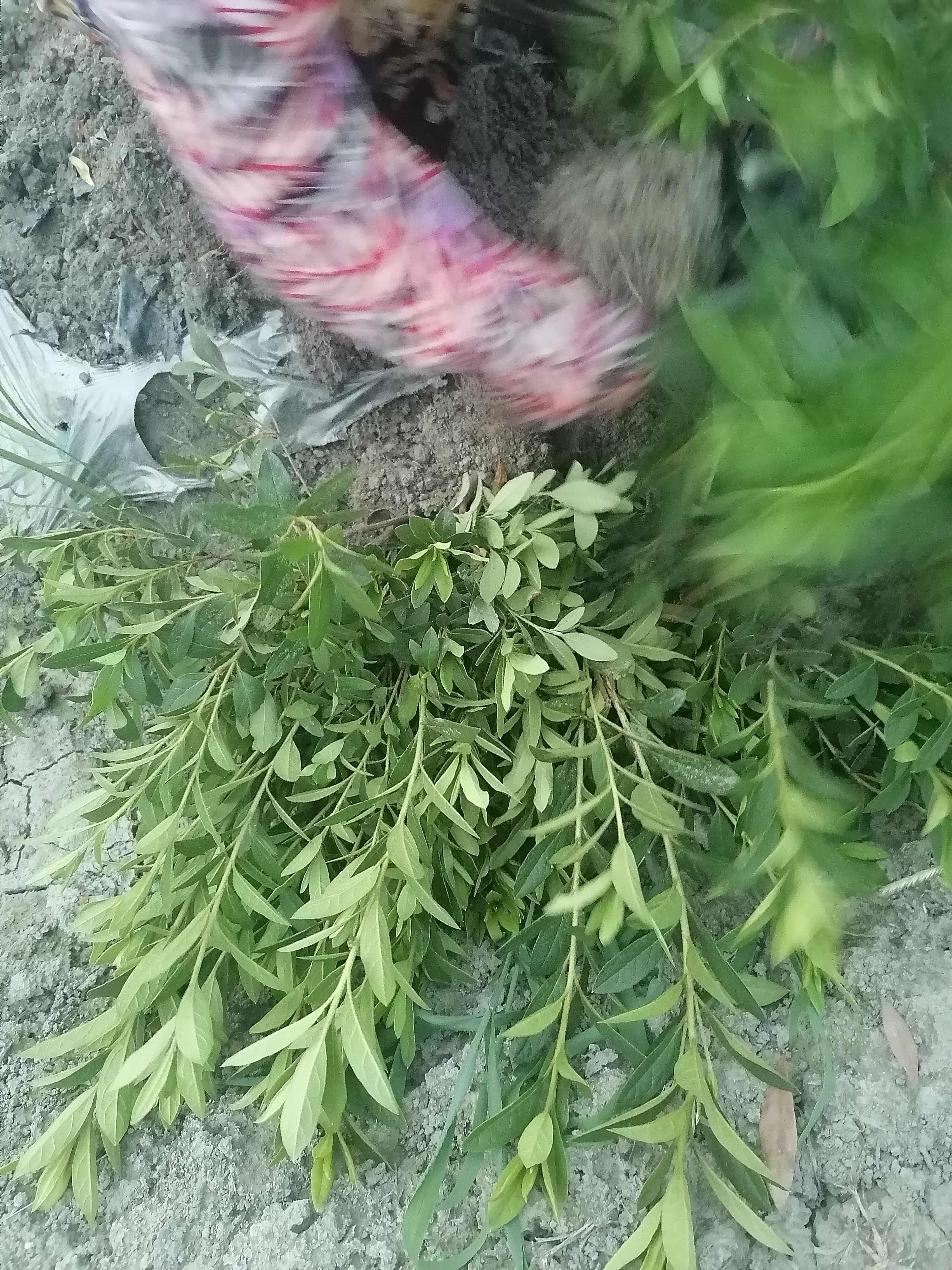 毛鹃批发基地，毛鹃工程苗，毛鹃种植苗圃，毛鹃地笼子，毛鹃杯苗