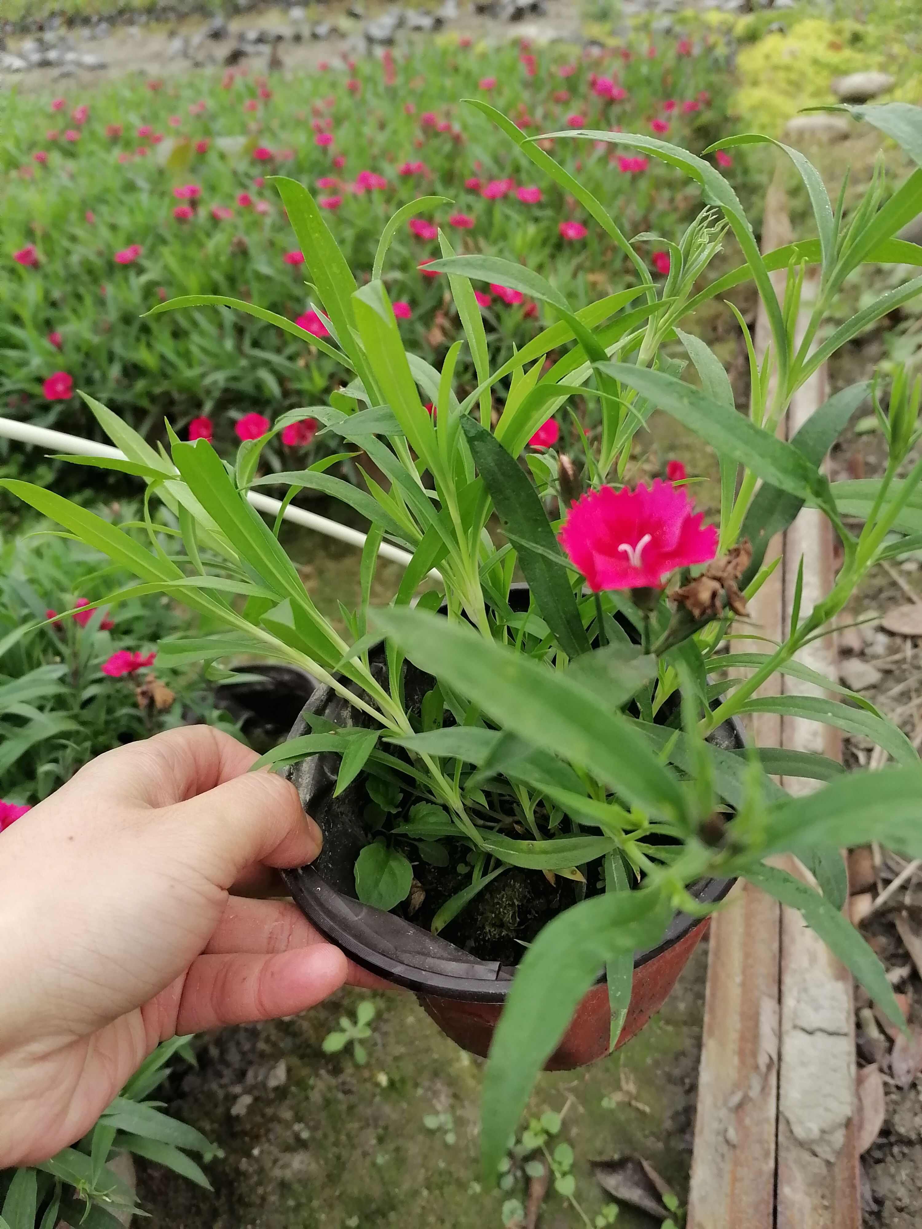 石竹批发基地，有欧石竹批发，红花石竹批发，花边石竹批发，石竹