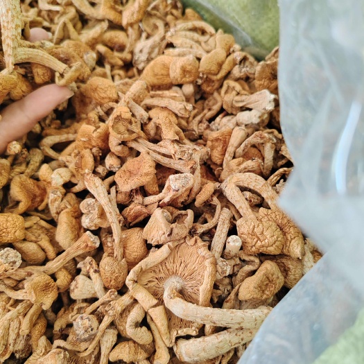 新到东北当地滑子蘑，自然晾晒，粗杆短腿肉厚。