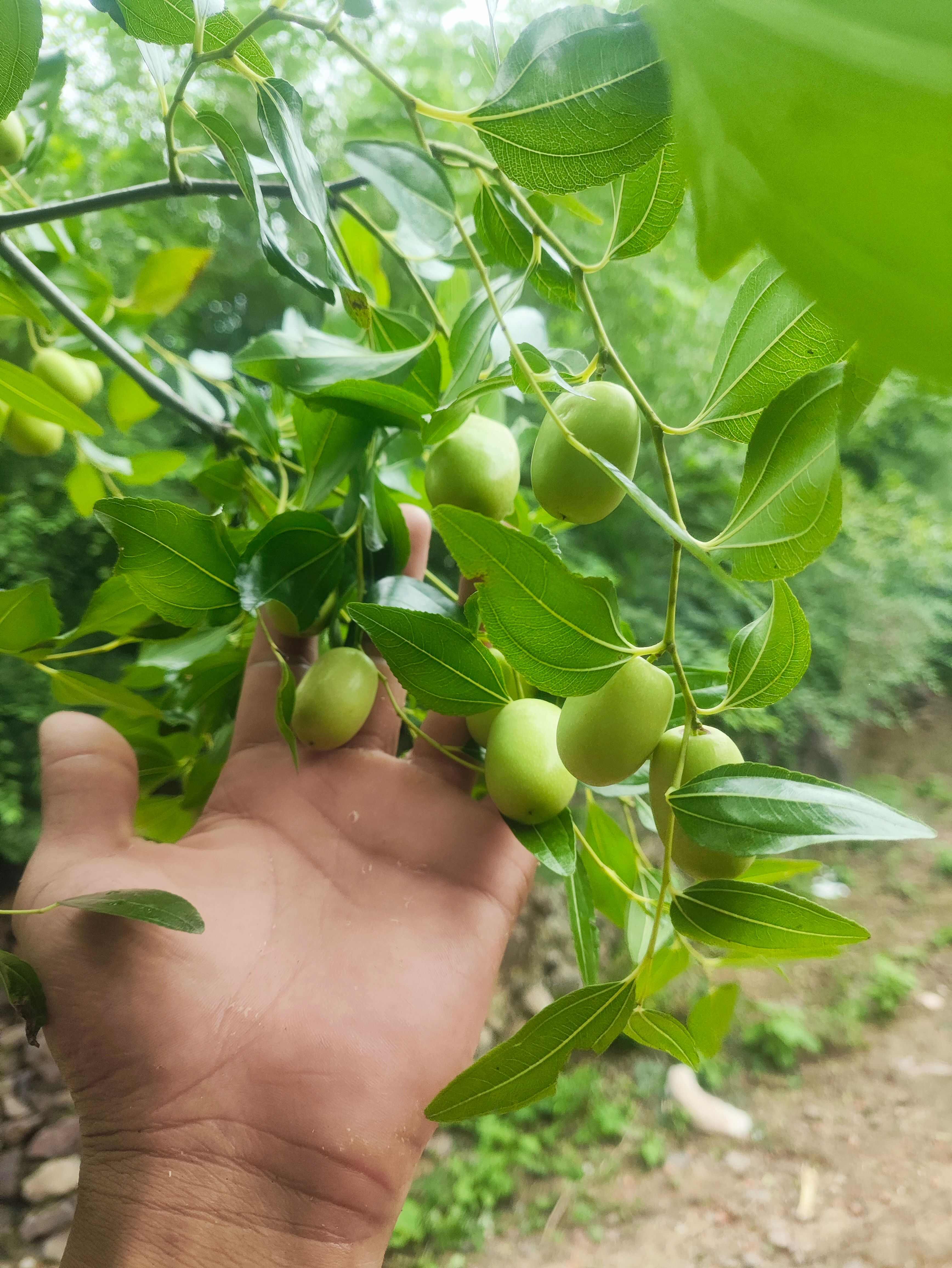 朝阳大枣