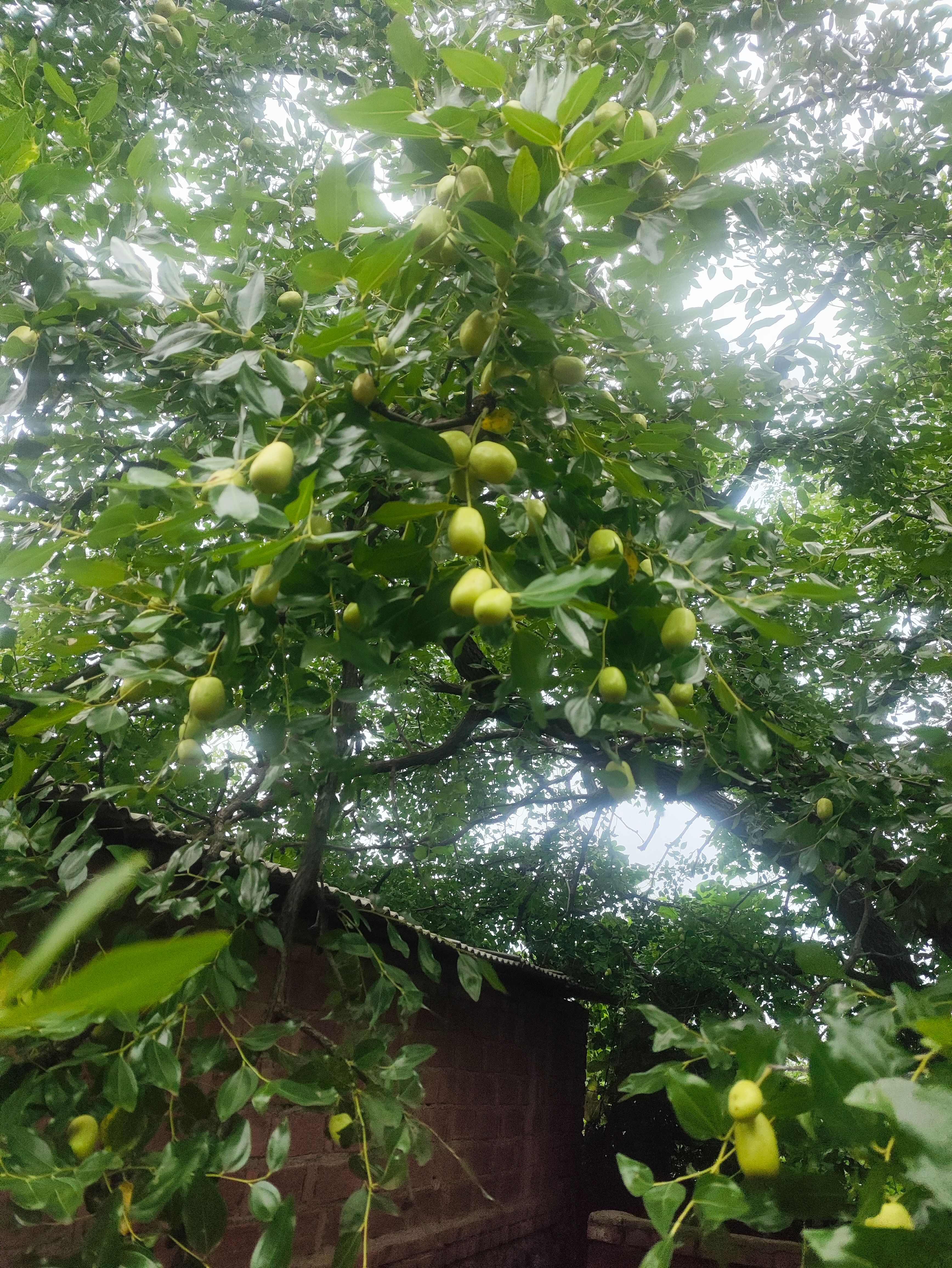 朝阳大枣