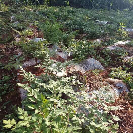 禄劝县云南云当归一手货源量大从优，场地直供