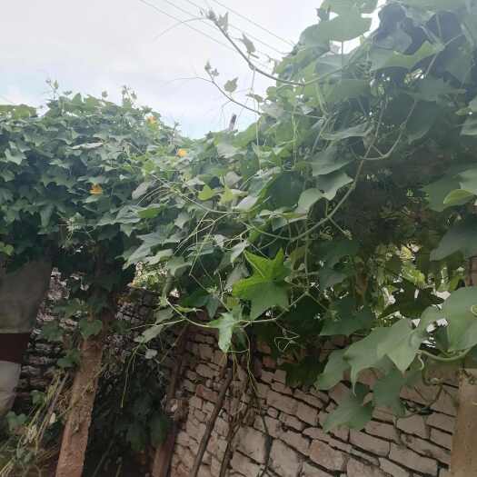 新泰市农村自产自种植佛手瓜农家肥筑底绿色蔬菜