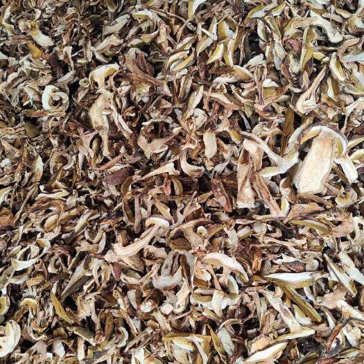 思茅美味牛肝菌（羊肝菌）2024新货  可视频看货  一手货源