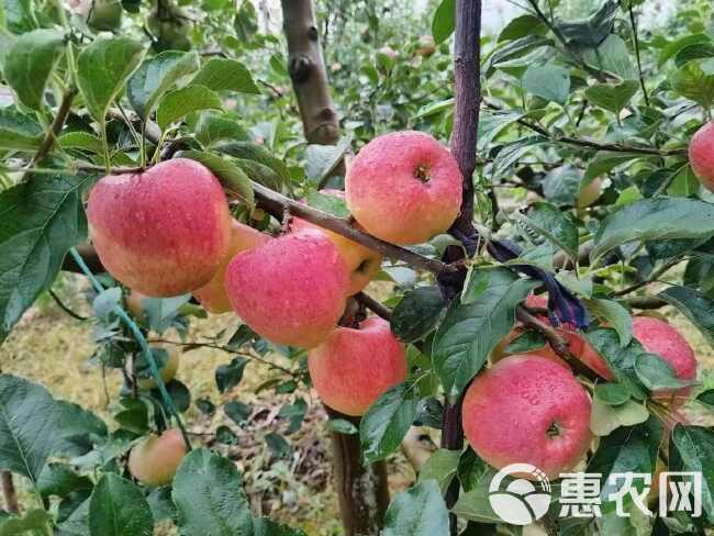 【自家果园直发】昭通早熟苹果红露苹果热卖中，品质保证