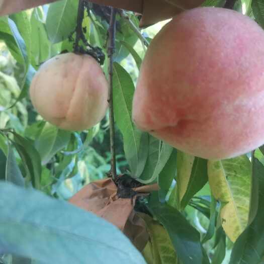 辛集市秋蜜桃