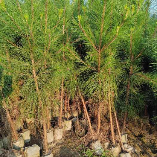 红豆杉桂花香樟桂花含笑罗汉松红枫青枫湿地松马尾松桤木