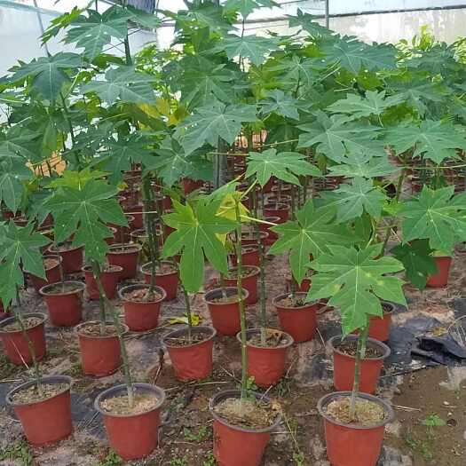 灵山县大青红肉水果木瓜苗