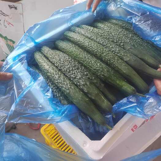 兰州黄瓜
