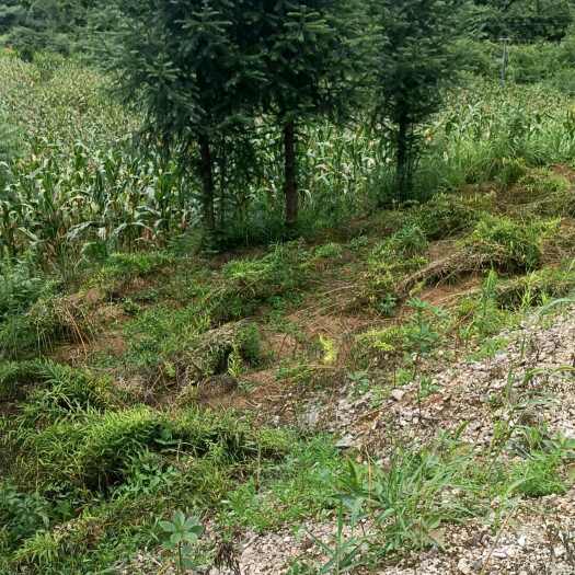 岑巩县农村种植黄精准备采收中。欢迎老板质询采购。