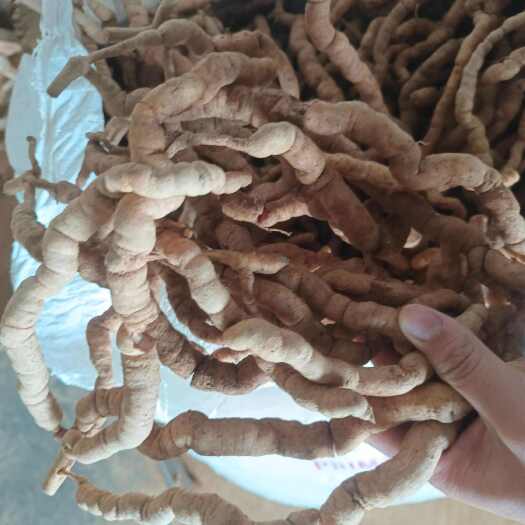 江门新鲜巴戟天，老巴戟天，紫肉巴戟天鲜货，靓货巴戟天