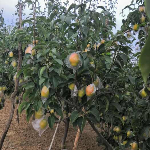 巩义市红香酥梨，无渣、核小、甜的堪比冰糖。批发开园了