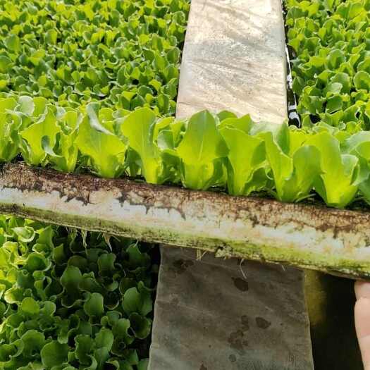 意大利生菜苗