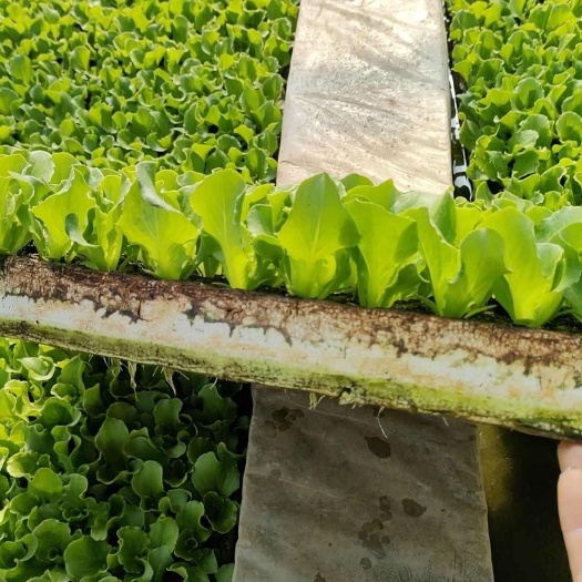 嵩明县意大利生菜苗