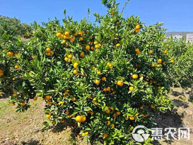 优选无籽蜜桔皮薄口感甜入口化渣万亩种植基地价格稳定欢迎对接