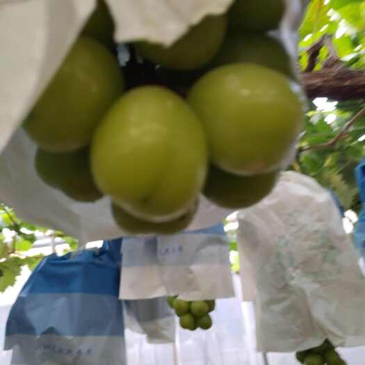 阳光玫瑰