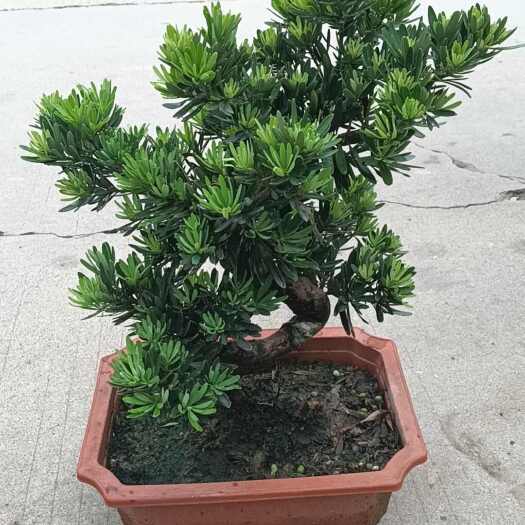 桂林菊花罗汉松